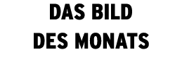 Das bild des Monats